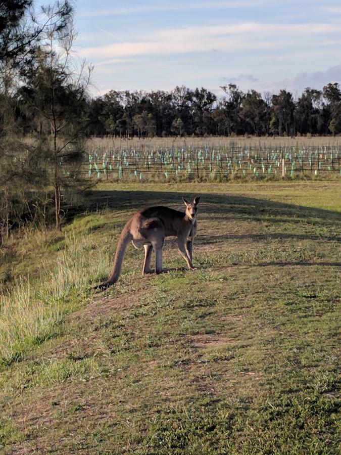 Madigan Wine Country Cottages Lovedale Eksteriør bilde