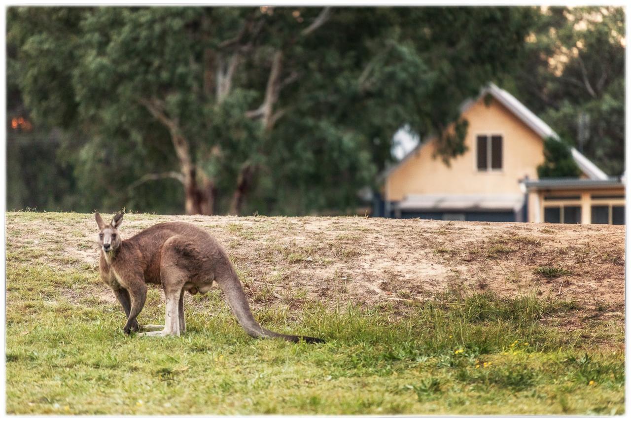 Madigan Wine Country Cottages Lovedale Eksteriør bilde